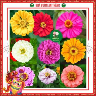 Hạt giống hoa cúc lá nhám mix nhiều màu sắc nở quanh năm
