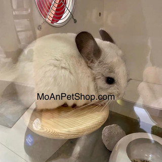 Bậc thang treo chuồng 14.4x10.2cm cho chinchilla | hamster | thú nhỏ