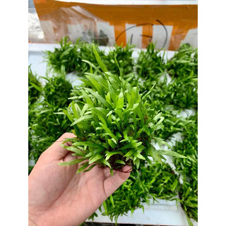 Cây thuỷ sinh dương xỉ mỹ nhân - dương xỉ thuỷ sinh dễ trồng không cần co2 và nền