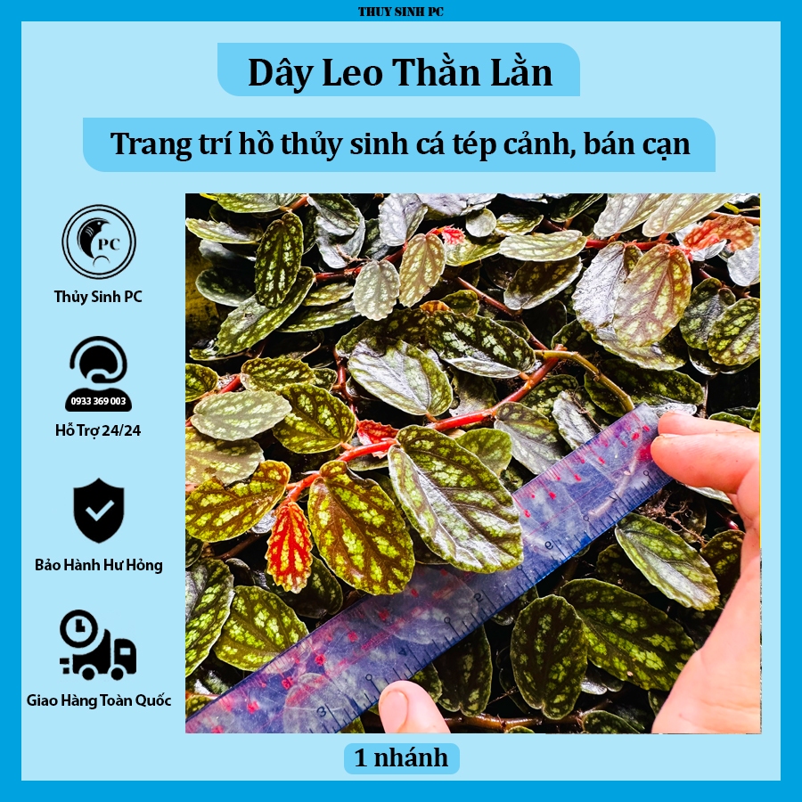 Dây leo thằn lằn trang trí hồ thủy sinh