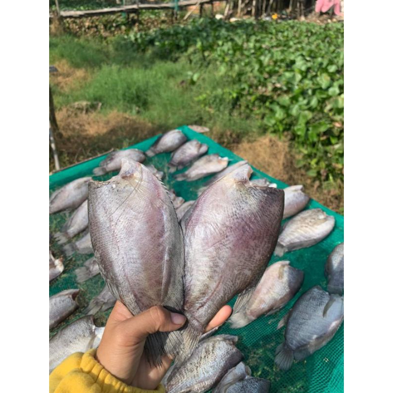 khô sặc bổi loại đại