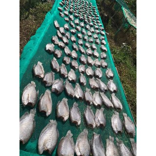 khô sặc bổi loại đại