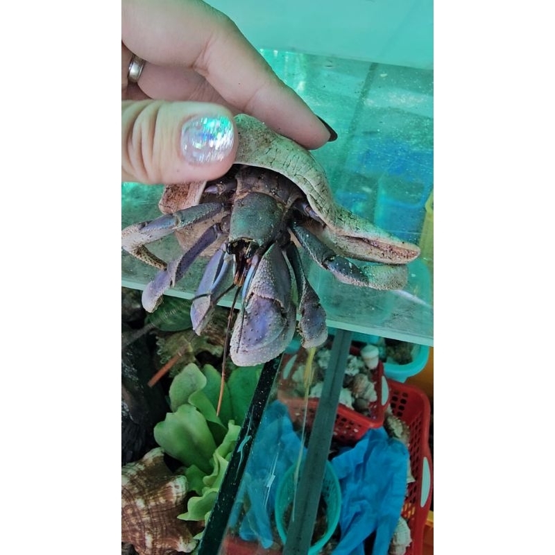 OMH COENOBITA VIOLAS