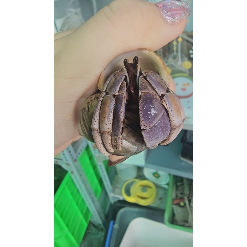 OMH COENOBITA VIOLAS