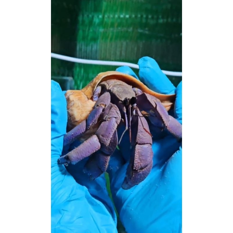 OMH COENOBITA VIOLAS