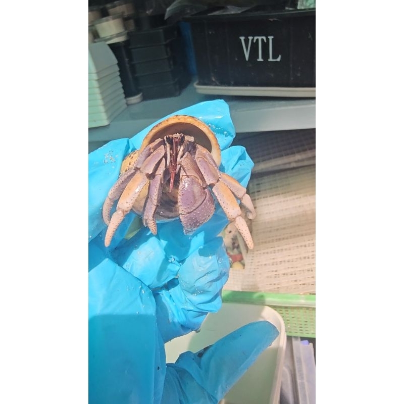 OMH COENOBITA VIOLAS