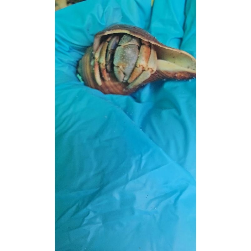 OMH COENOBITA VIOLAS