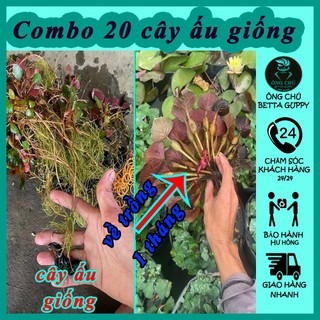 Combo 20 cây ấu giống - ấu trái - ấu đài loan