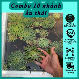 Ấu thái - Combo 10 nhánh tặng 2 nhánh