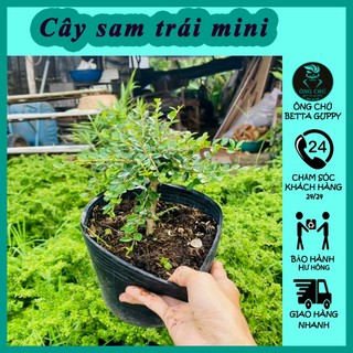 Cây sam trái mini - Cây bonsai - Giá sỉ tại vườn