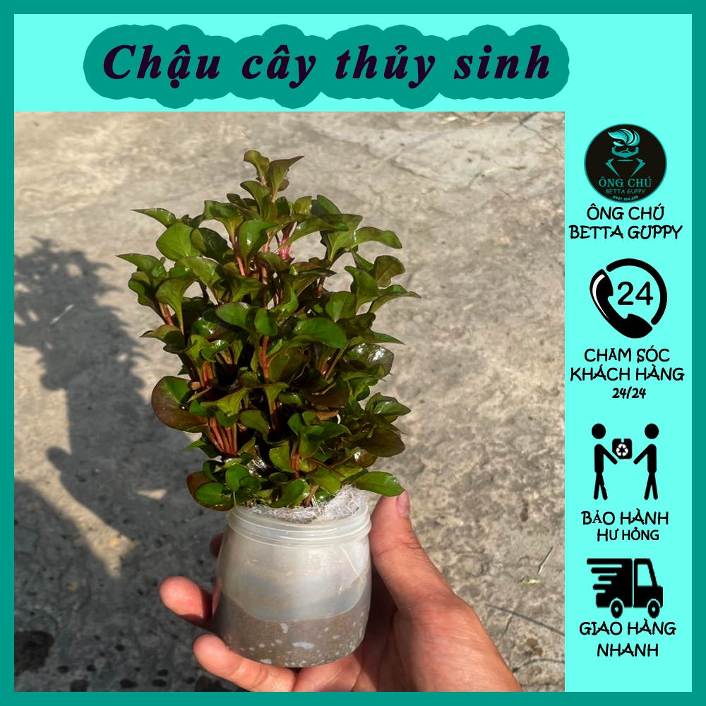 Cây vẫy ốc thủy sinh - Cây thủy sinh