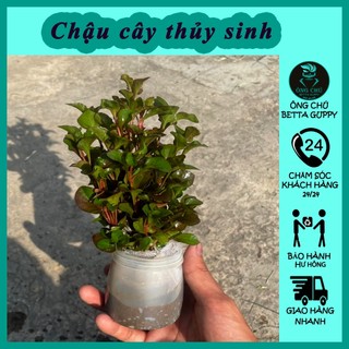 Cây vẫy ốc thủy sinh - Cây thủy sinh