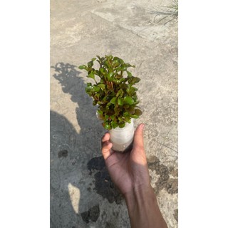 Cây vẫy ốc thủy sinh - Cây thủy sinh