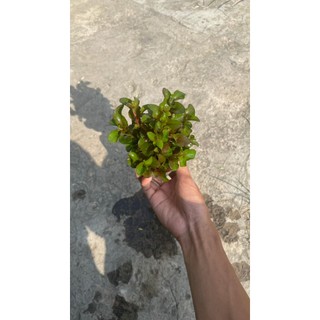 Cây vẫy ốc thủy sinh - Cây thủy sinh