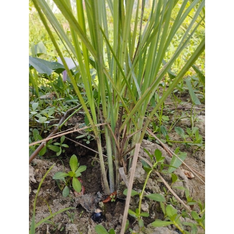 Combo 5 cây Sả làm giống