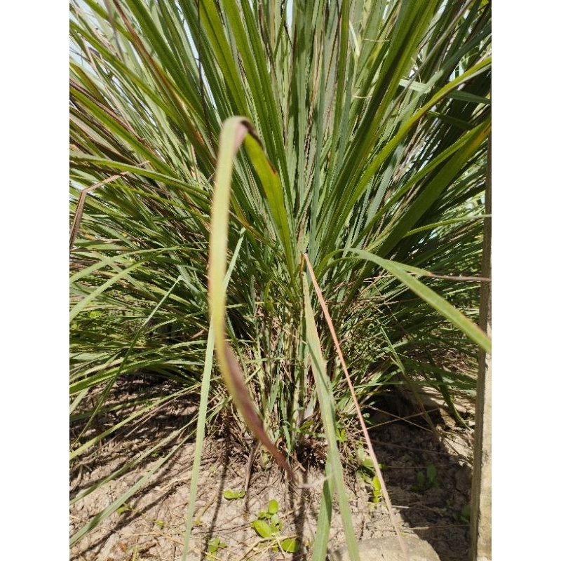 Combo 5 cây Sả làm giống