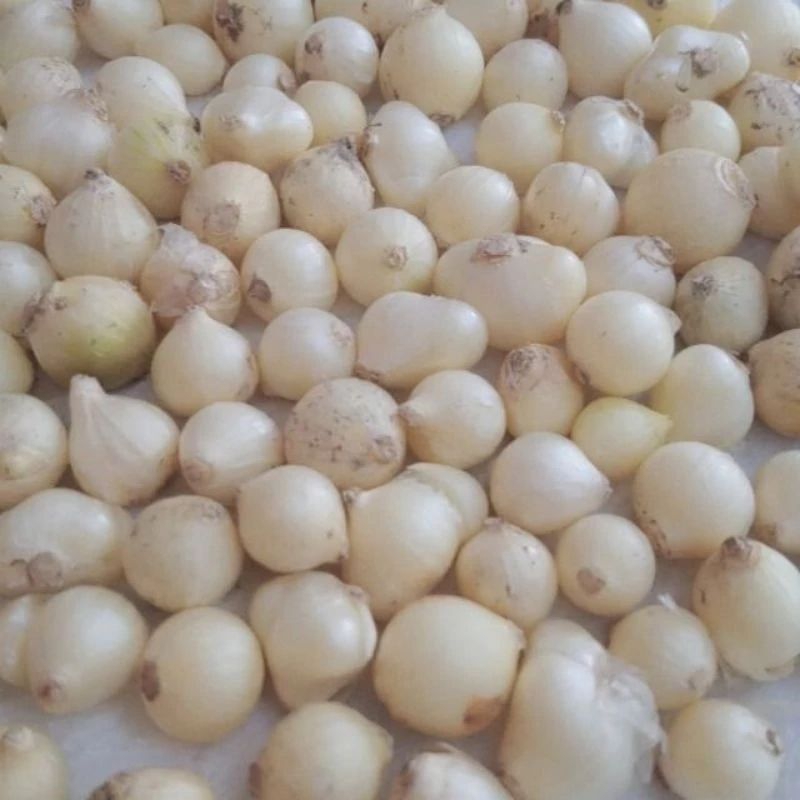 500gram Củ Hành tăm ( củ nén) nhà trồng củ to và đều hàng tuyển loại 1.
