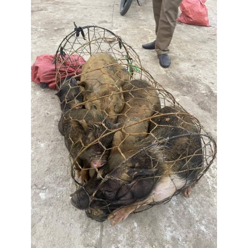 Lợn bản ko cám tăng trọng dân nuôi thả dân dã