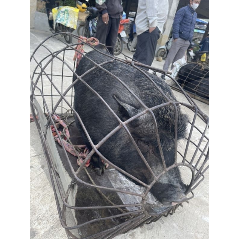 Lợn bản ko cám tăng trọng dân nuôi thả dân dã