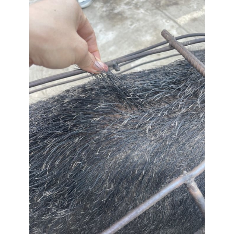 Lợn bản ko cám tăng trọng dân nuôi thả dân dã