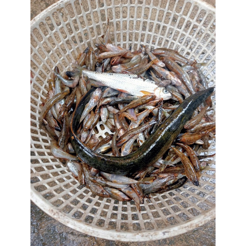 RỌ BẮT LƯƠN - CUA - CÁ