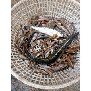RỌ 3 ĐẦU BẮT LƯƠN - CUA - CÁ