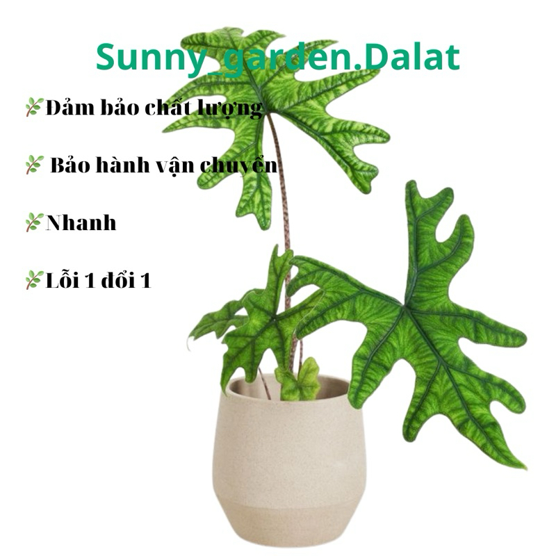 Chậu cứng Alocasia Jacklyn, có 2 size để lựa chọn