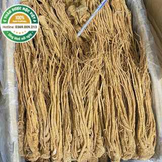 Đương Quy 1Kg (Sâm Đương Quy) - Củ To,Thơm, Loại 1