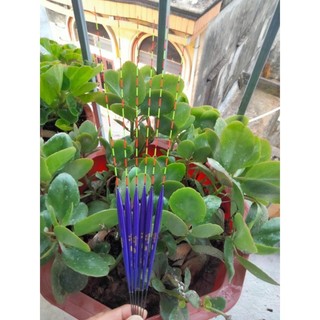 Phao câu đài nano cao cấp chuyên cá rô phi, cá diếc siêu nhạy, phao rô tím