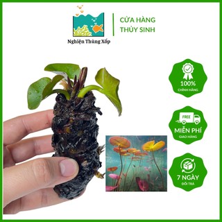 Cây súng thái đỏ - củ súng thái đỏ thủy sinh