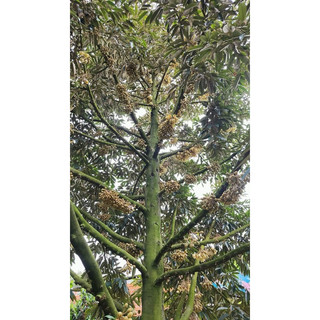 Phân bón siêu ra hoa kích hoa đậu trái tuyệt đối