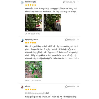 Cây giống roi đỏ Thái Lan ( mận đỏ An Phước) không hạt.