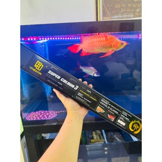 🔴MAYIN | ĐÈN MAYIN SUPER COLOR 3 MẪU MỚI NHẤT CỦA MAYIN GIÁ BAO TỐT NHẤT THỊ TRƯỜNG, CAM KẾT HÀNG CHÍNH HÃNG