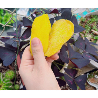 Xoài sấy dẻo