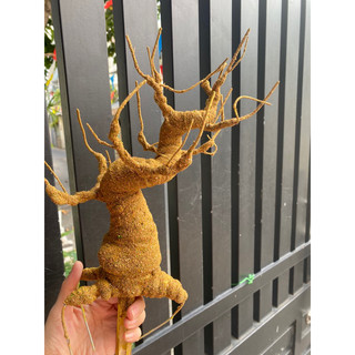 Gốc bonsai e1 làm thân mai đào