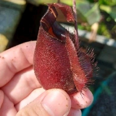 cây nắp ấm Nx (Viking x Bicalcarata red) x ( viking x ampullaria black)