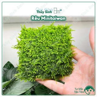 Rêu minitaiwan, mini spinky, rêu xmas, wepping sing thủy sinh - rêu gắn lũa, bonsai, trang trí hồ tép - 8m2