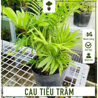 Cau tiểu trâm - cây cao 25-40 cm - trang trí ngoại cảnh - mang tài lộc