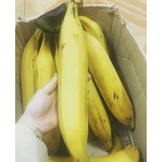 Cây giống chuối tá quạ cấy mô ảnh thật số 2 cây cao 25.30cm