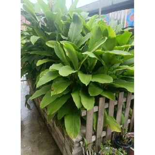 Cây giống củ lùn (ảnh thật số 4)