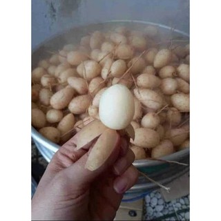 Cây giống củ lùn (ảnh thật số 4)