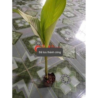 Cây giống củ lùn (ảnh thật số 4)