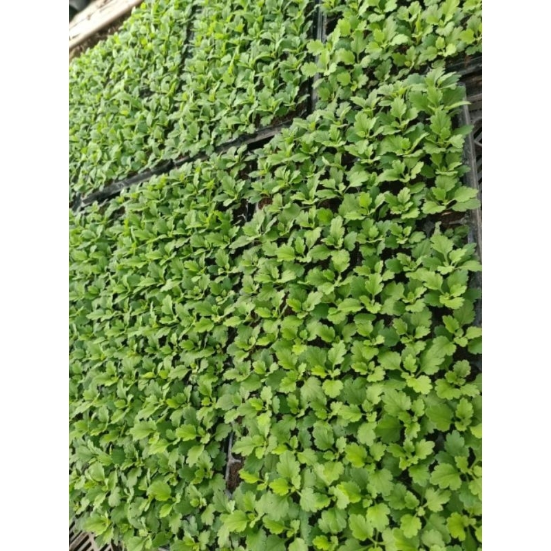 Cây giống cúc hoa hồng vàng