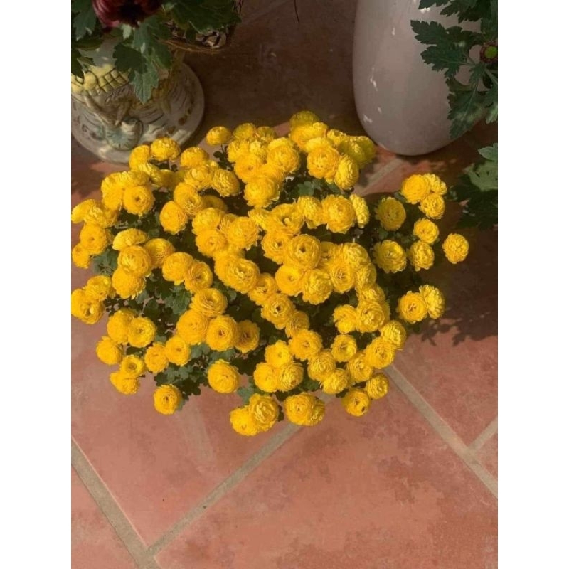 Cây giống cúc hoa hồng vàng
