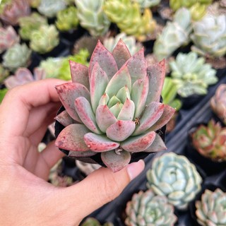 Sen đá Mận Đỏ nhỏ size 4-6cm siêu rẻ đẹp
