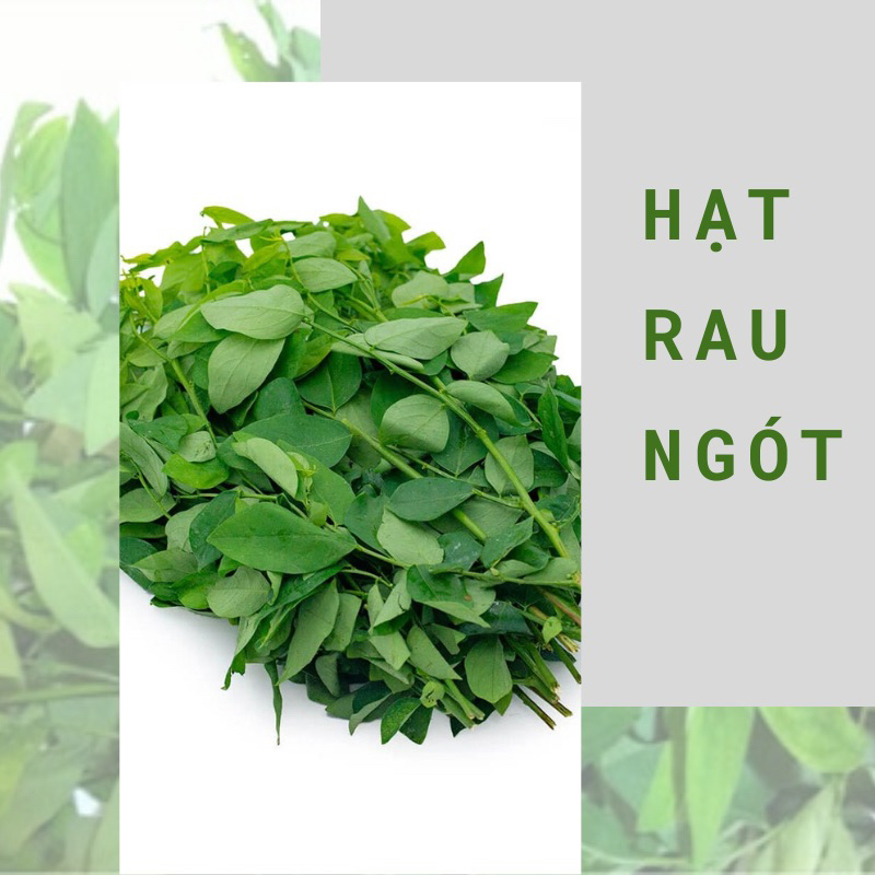 Hạt giống rau ngót ( rau bồ ngót)