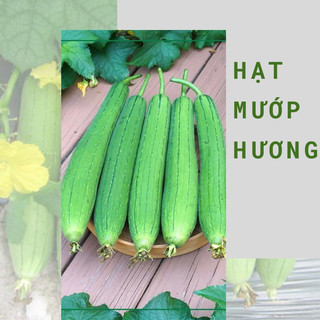 Hạt giống mướp hương ta siêu thơm