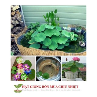 Hạt giống sen mini mix màu