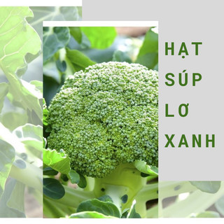 Hạt giống súp lơ xanh