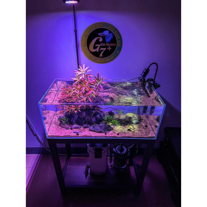 Cây mị nương thuỷ sinh bán cạn